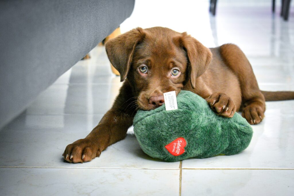 Labrador retriver