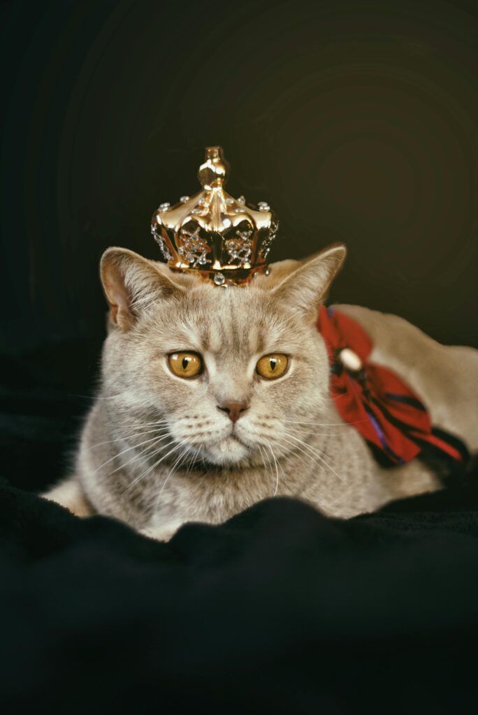 Mačka, cat