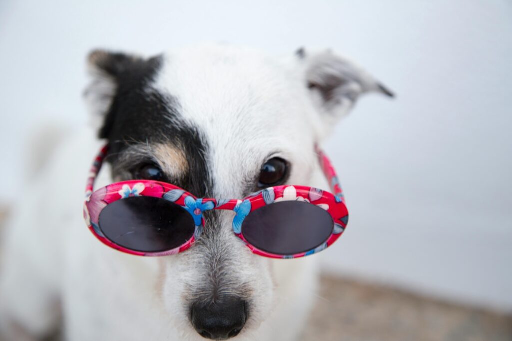 jack russell terrier