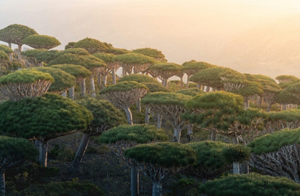 Socotra