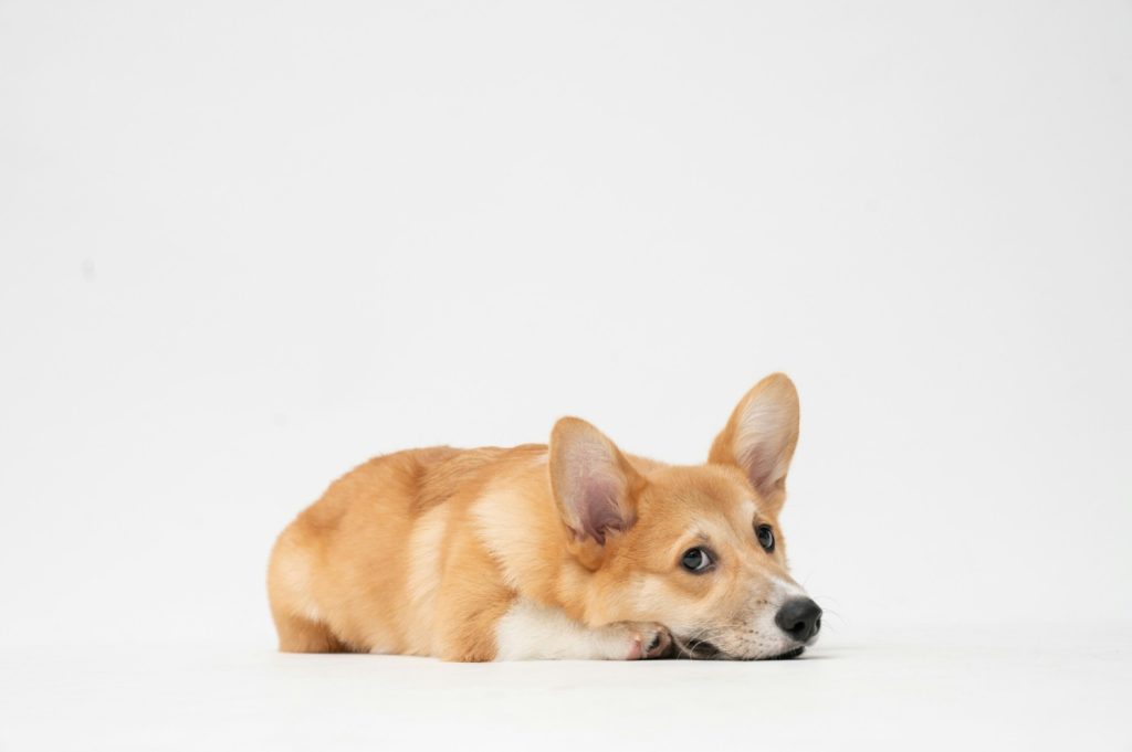 Corgi, pas, dog
