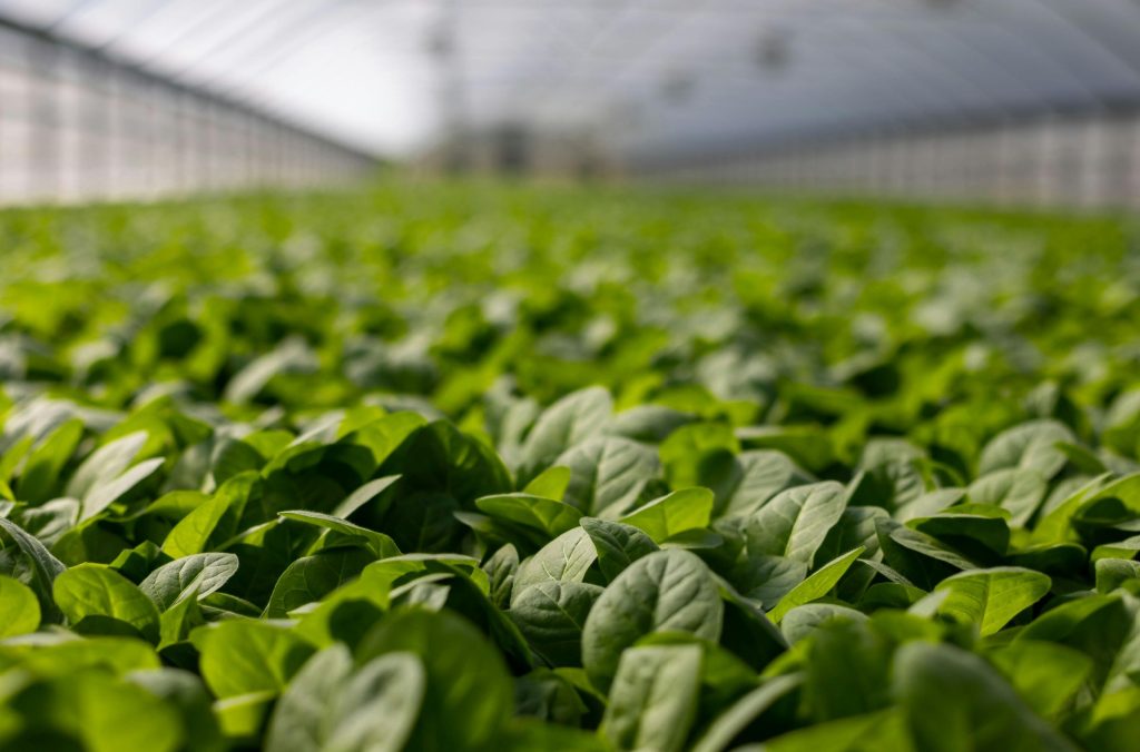 Špinat, spinach