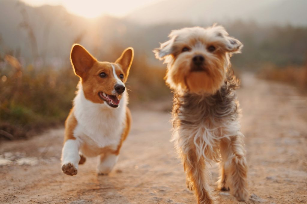 dogs, psi