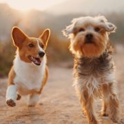 dogs, psi