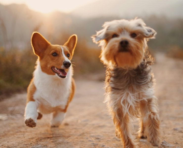 dogs, psi