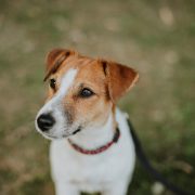 Jack russell, pas