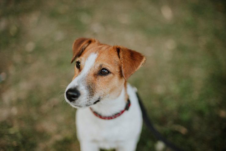 Jack russell, pas