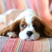 pas, Cavalier King Charles