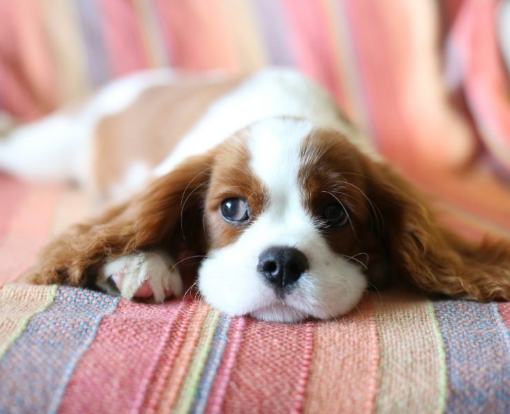pas, Cavalier King Charles