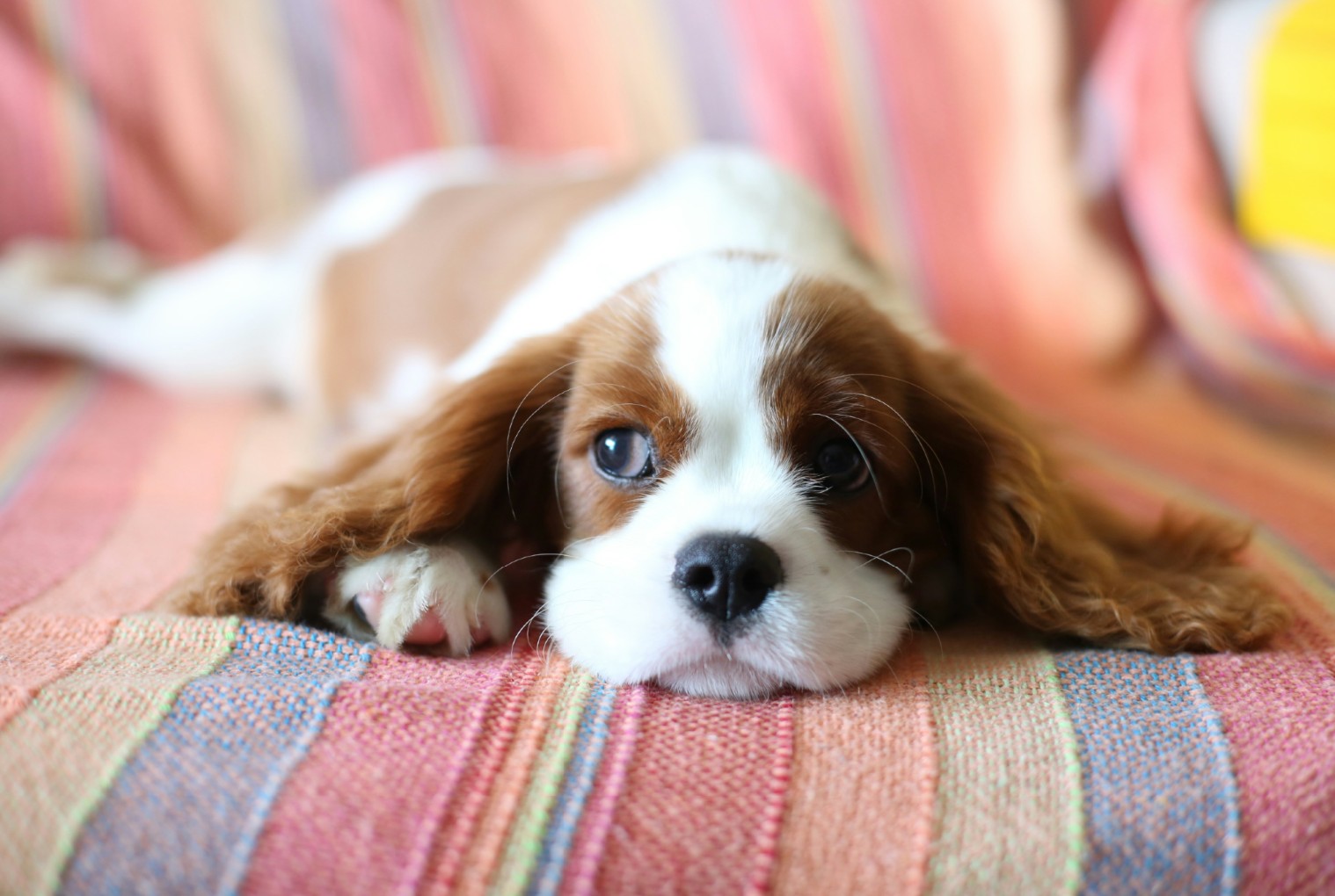 pas, Cavalier King Charles