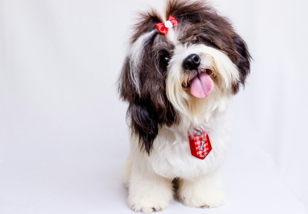 Pas, Shih Tzu