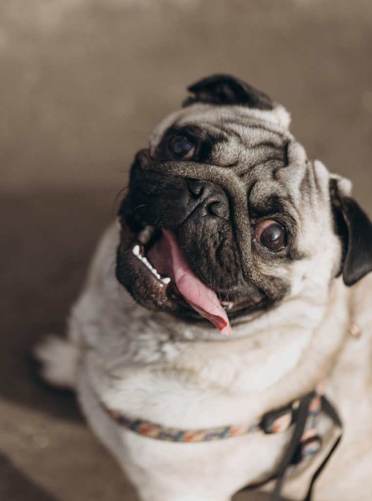 Pas, Mops