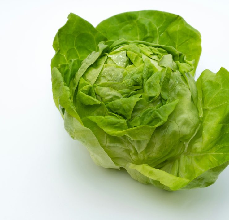 iceberg salata