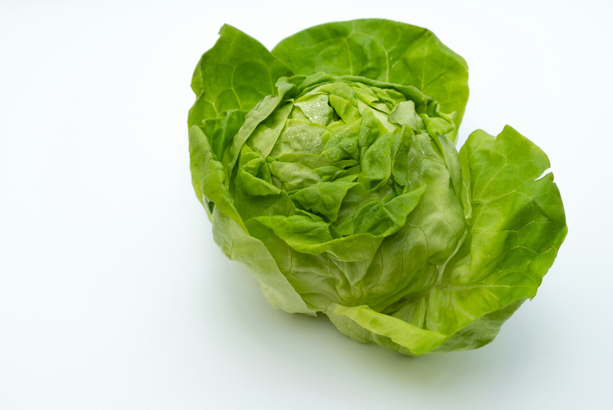 iceberg salata