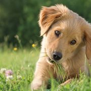 pas, trava, dog, grass