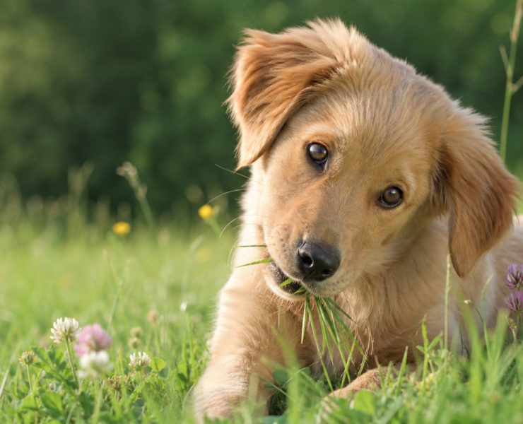 pas, trava, dog, grass