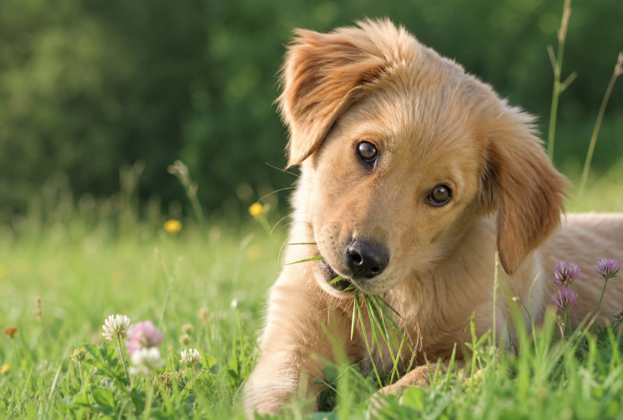 pas, trava, dog, grass